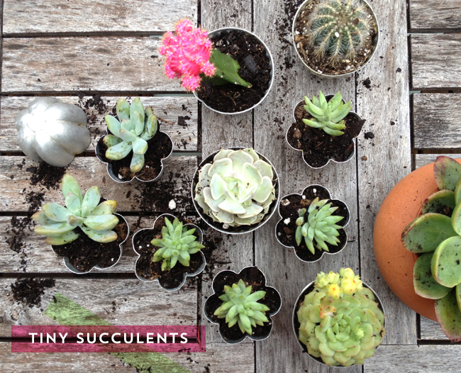 BEBE-Blog_Tiny-Succulents