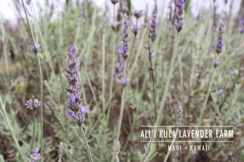 AKL-MAUI_Lavender-Header-Image