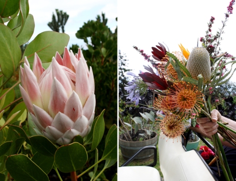 AKL-Maui_Protea-Bouquet